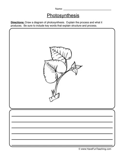 grade 4 photosynthesis worksheet